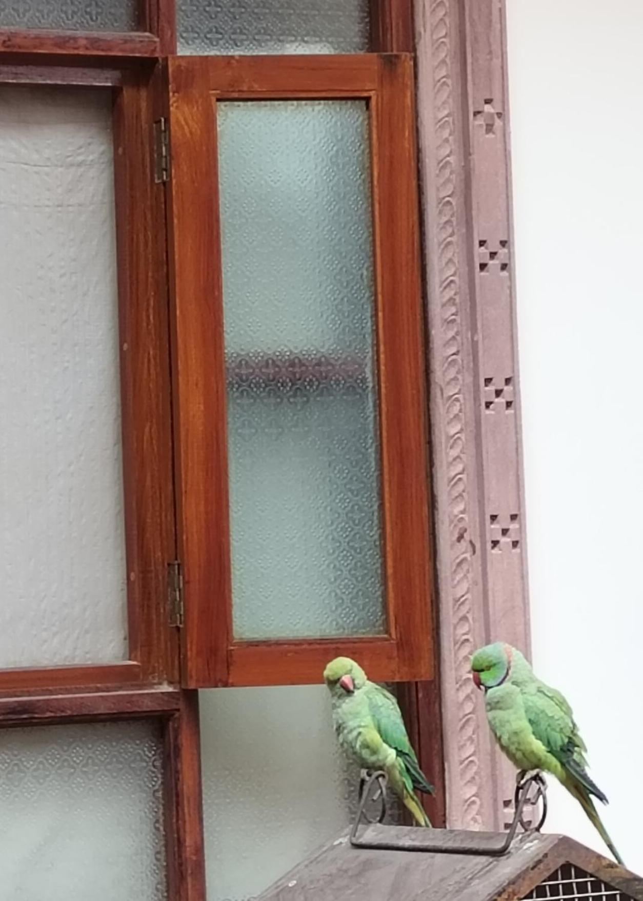 Rigmor Haveli Hotel Jodhpur  Bagian luar foto